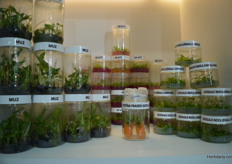 The result of tissue culture by Anatom Biyoteknoloji